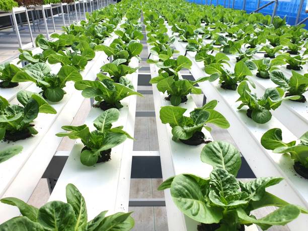 istock Leafy vegetables are growing in indoor farm/vertical farm. Vertical farm 1437437021