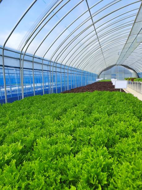 istock Leafy vegetables are growing in indoor farm/vertical farm. Vertical farm 1437437073