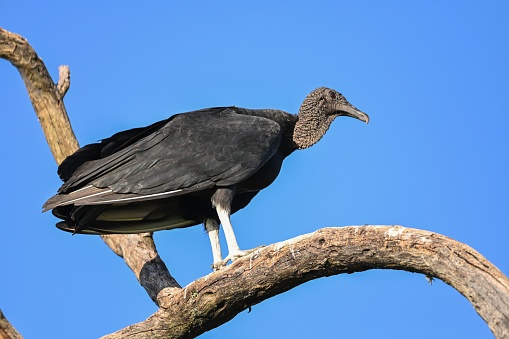 A closeup shot of a black vulture perched on a tree branch against a blue sky