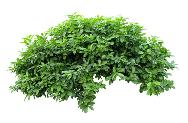 istock Tropical plant flower bush shrub tree isolated on white background with clipping path 1437438916