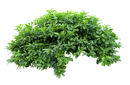 Tropical Plant Flower Bush Shrub Tree Isolated On White Background With ...