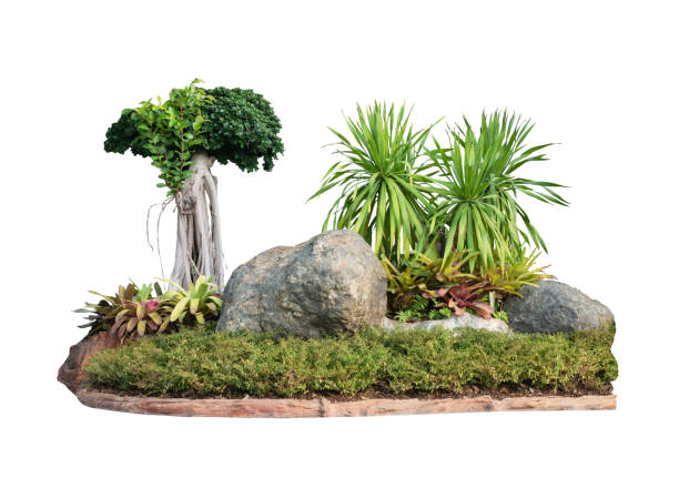 istock Tropical plant flower bush shrub tree isolated on white background with clipping path 1437438922