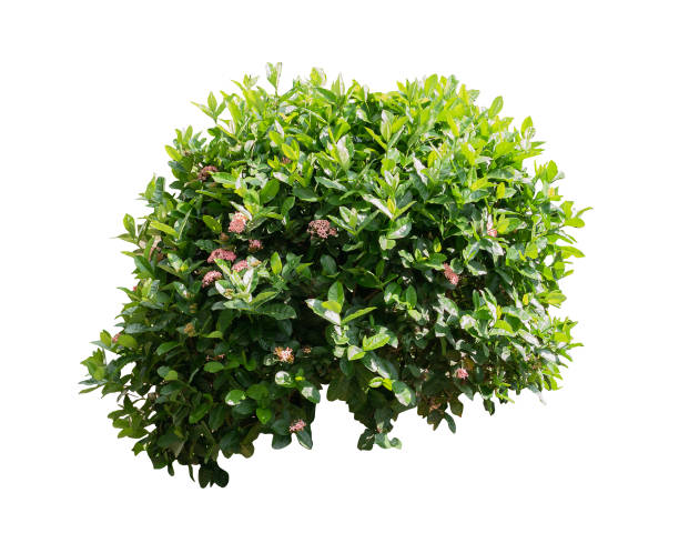 istock Tropical plant flower bush shrub tree isolated on white background with clipping path 1437438923