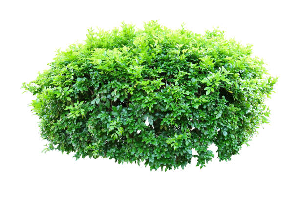 istock Tropical plant flower bush shrub tree isolated on white background with clipping path 1437438931
