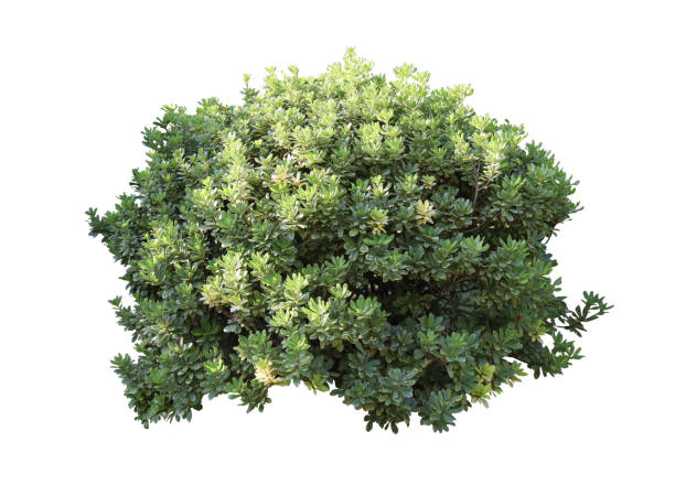 istock Tropical plant flower bush shrub tree isolated on white background with clipping path 1437438935