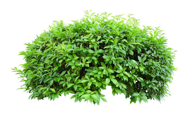 istock Tropical plant flower bush shrub tree isolated on white background with clipping path 1437438952