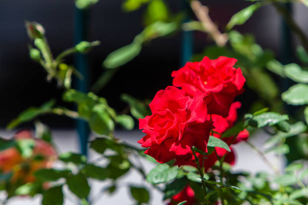 istock roses blooming in the garden 1437439102