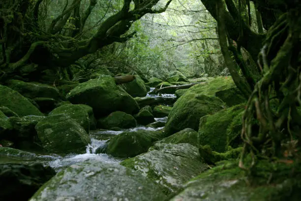 yakusima in japan yakusugi nature