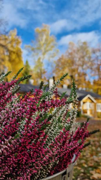 istock Heather plant in autumn 1437440010