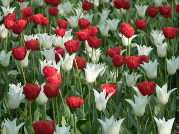 istock red and white tulips in the spring 1437440130