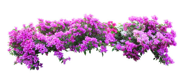 istock Tropical plant flower bush shrub tree isolated on white background with clipping path 1437440163