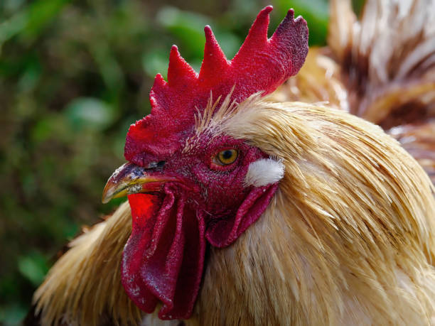 istock Rooster glancing sideways  at camera on a sunny day 1437440562