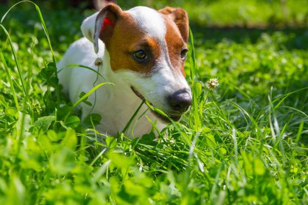 istock Happy active dog in fresh spring grass on sunny day. Jack Russell terrier and spring. 1437441241
