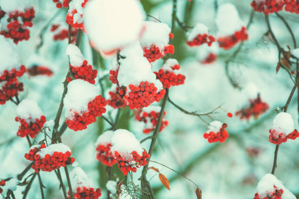 istock Branch with bunches of rowan covered with snow in winer 1437441541