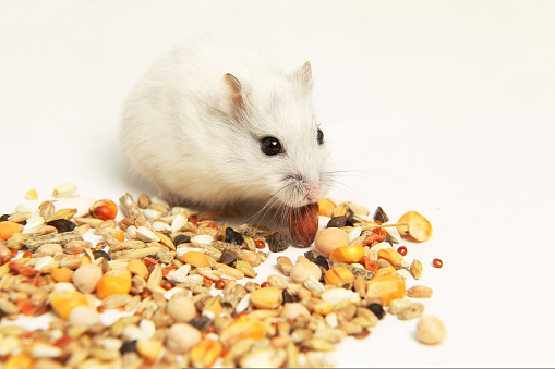 A white hamster eats grains on a white background. A pet. Food for rodents. Portrait.