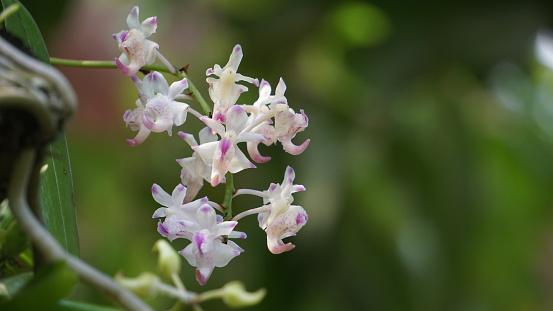 Beautiful Aerides Odorata Orchid Flowers Blooming