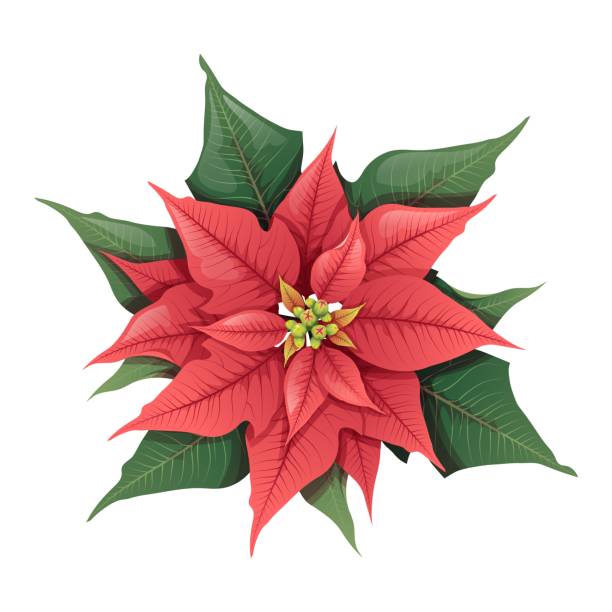 Christmas red poinsettia on an isolated background. Floral festive element for decoration. New Year s decor, festive mood. Vector holiday illustration Christmas red poinsettia on an isolated background. Floral festive element for decoration. New Year s decor, festive mood. Vector holiday illustration. poinsettia stock illustrations