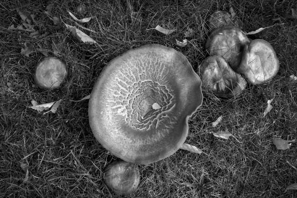 Mushrooms in black and white