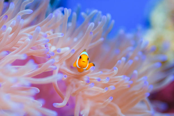istock Clownfish swimming among anemones. 1437442506
