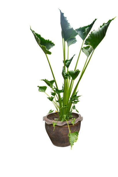 istock Flowerpot and Green tree decoration isolated on white background. 1437443892