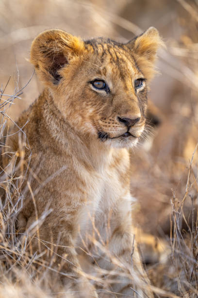 istock Close-up of lion cub sitting looking right 1437444718