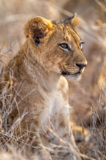 istock Close-up of lion cub sitting staring right 1437444727