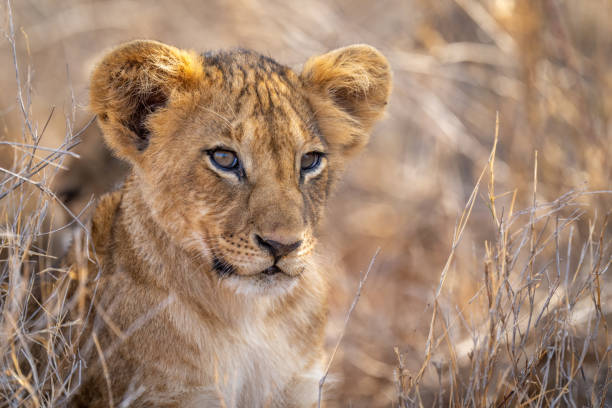 istock Close-up of lion cub lying in grass 1437444759