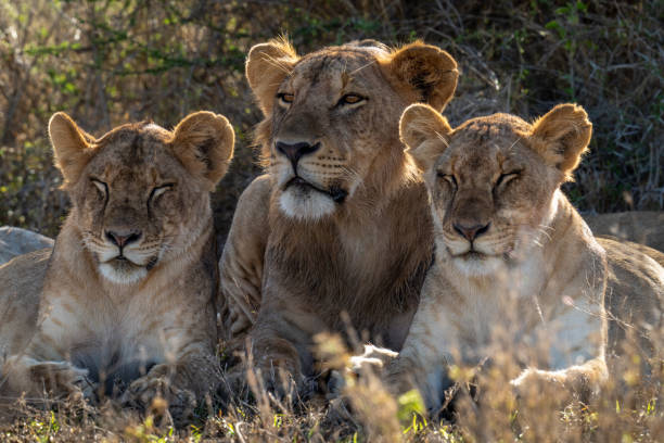 istock Close-up of lion lying by dozing lionesses 1437444761