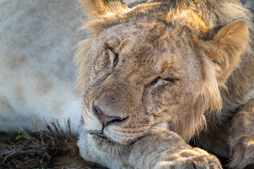 Close-up of young male lion lying asleep