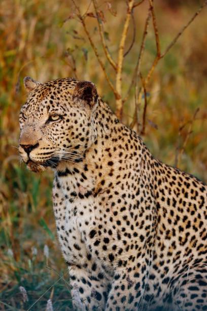 istock Vertical shot of a Leopard on blurred nature background 1437444840