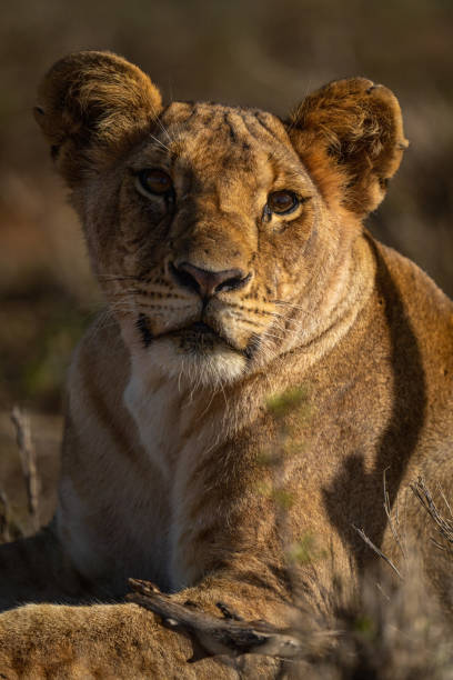 istock Close-up of lion cub lying with catchlight 1437444995