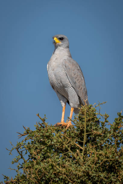 istock Dark chanting-goshawk on bush under blue sky 1437446404