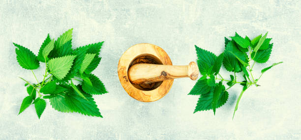 istock Fresh nettle leaves,herbal medicine and homeopathy 1437447048