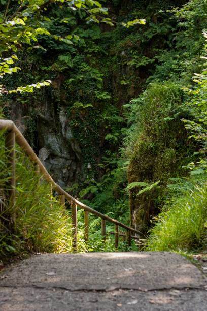 istock Trail in picturesque wood with lush deciduous trees 1437447090