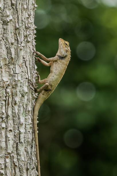 istock Vertical close-up shot of a Gecko lizard on a tree in a blur 1437447266