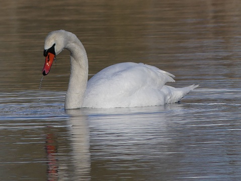 A closeup of a mute swan swimming in a pond with a reflection in the water surface