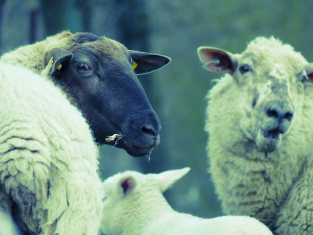 istock Selective focus shot of a Suffolk breed sheep looking into the camera in a pasture 1437447618
