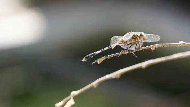 dragonfly perched on a tree branch stock photo