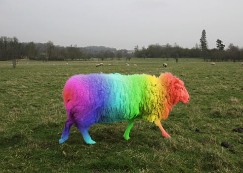 A closeup shot of a rainbow pride flag colored sheep walking in a field
