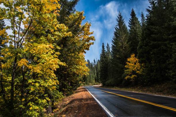 istock Asphalt road surrounded by beautiful trees on a sunny day 1437447709
