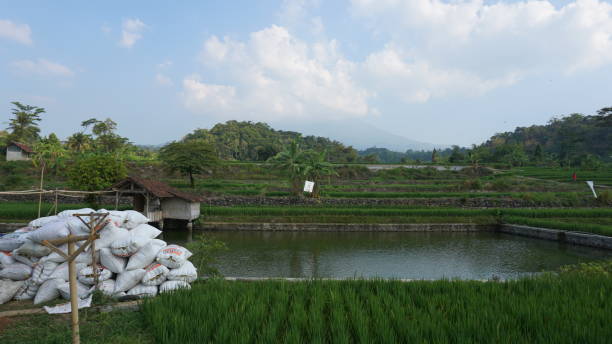 fish pond between rice plants in paddy fields stock photo