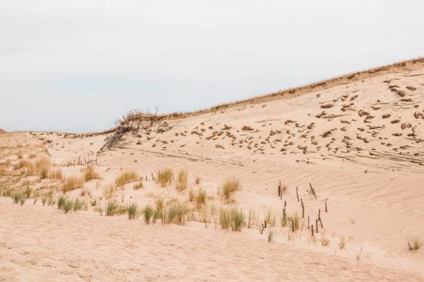 istock Grass in the sands, at noon, The Vecekrug Dune, Lithuania 1437448232