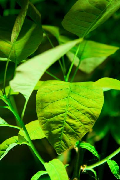 istock Vertical shot of a green leaf surrounded by others 1437448237