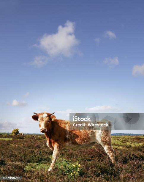 Vertical Shot Of A Caw Posing In A Clear Summer Day In The Field Stock Photo - Download Image Now