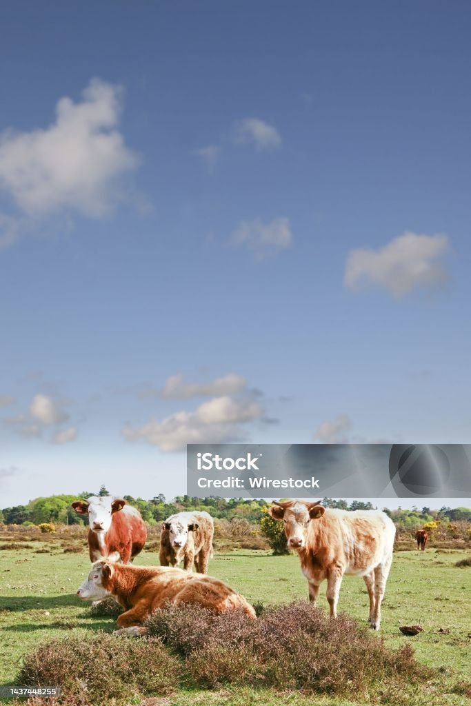 Vertical shot of caws chilling in a field and observing the photographer during a hot summer day A vertical shot of caws chilling in a field and observing the photographer during a hot summer day Agricultural Field Stock Photo
