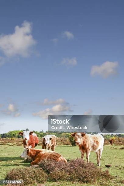 Vertical Shot Of Caws Chilling In A Field And Observing The Photographer During A Hot Summer Day Stock Photo - Download Image Now