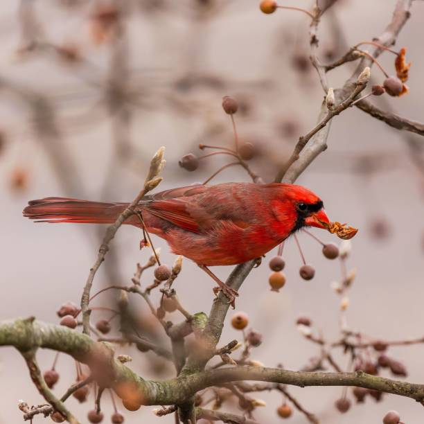 istock Closeup shot of a Red cardinal bird perched on a tree branch 1437448443