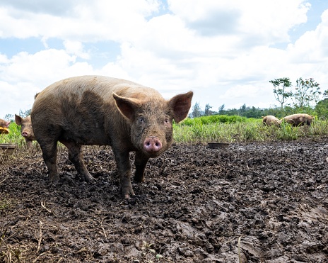 A dirty pig in the mud staring at the camera on a sunny day