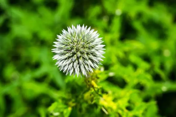 A closeup shot of blooming Echinops Ritro thistle flower on a blurred background