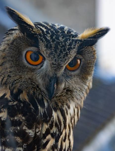 istock Portrait of an Eagle Owl 1437448685